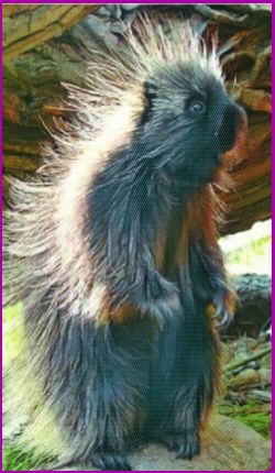 The Porcupine Power Animal