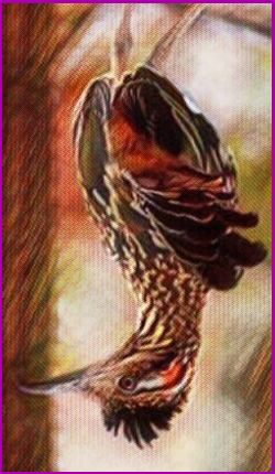 Roadrunner spirit meaning