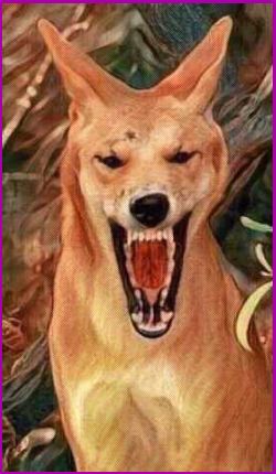 The Dingo Power Animal 