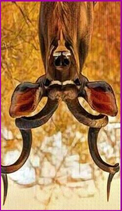 Antelope spirit meaning
