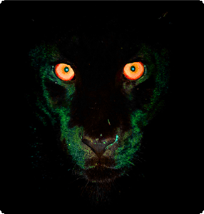 Black Panther Dream Meaning