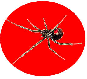 Black Widow Dream Meaning