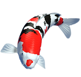 Fish Dream Meaning