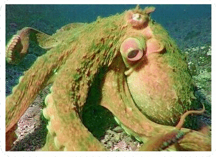 Octopus Dream Meaning