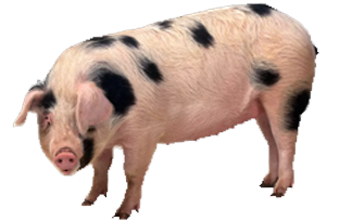 Pigs Dream Meaning