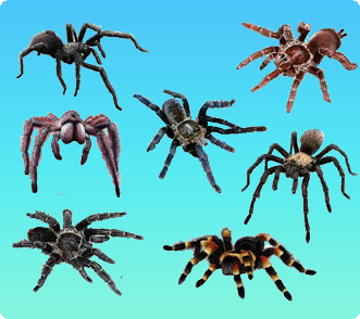Spider Dream Meaning