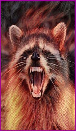 Meanings for your Spirit Animal Guides with The Raccoon Animal Spirit