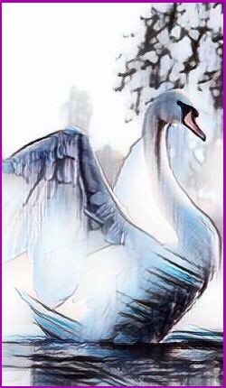 Meanings for your Spirit Animal Guides with The Swan Animal Spirit
