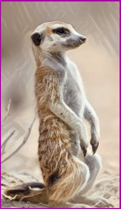 Meanings for your Spirit Animal Guides with The Meerkat Animal Spirit