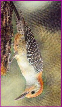 Woodpecker spirit meaning
