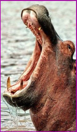 Meanings for your Spirit Animal Guides with The Hippopotamus Animal Spirit