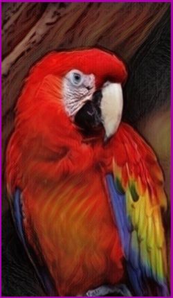 Meanings for your Spirit Animal Guides with The Parrot Animal Spirit